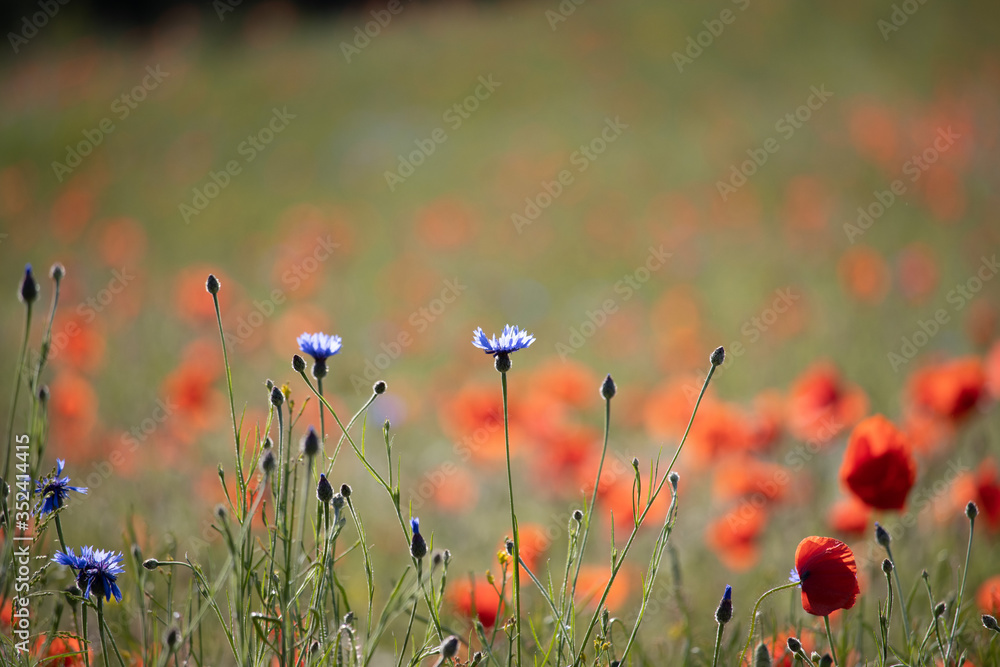 Obraz premium Maki, chabry