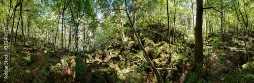 Waldpanorama, Wald mit moosbedeckten Felsen