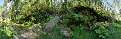 Waldpanorama  Wald mit moosbedeckten Felsen