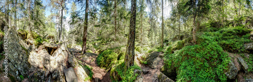 Waldpanorama  Wald mit moosbedeckten Felsen