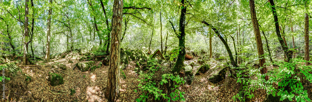 Waldpanorama, Wald mit moosbedeckten Felsen Waldpanorama, Wald mit moosbedeckten Felsen