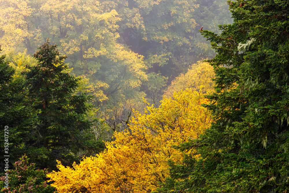A colorful pattern of autumn green and yellow tree tops in fog A colorful pattern of autumn green and yellow tree tops in fog