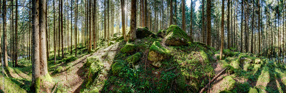 Waldpanorama, Wald mit moosbedeckten Felsen Waldpanorama, Wald mit moosbedeckten Felsen