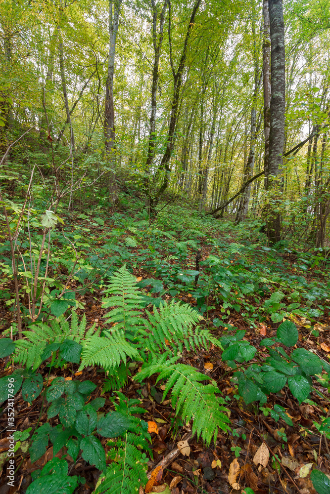 A fern plant growing on the ground in a green forest on a hill slope