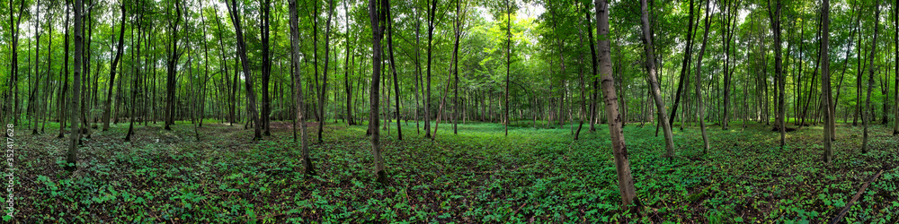 Sommerliches Waldpanorama im Laubwald Sommerliches Waldpanorama im Laubwald