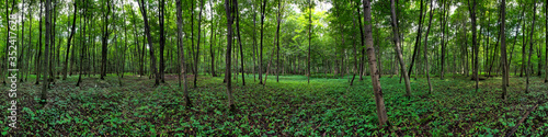 Sommerliches Waldpanorama im Laubwald