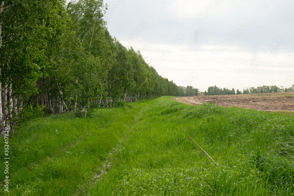 Overgrown forest road along a birch grove