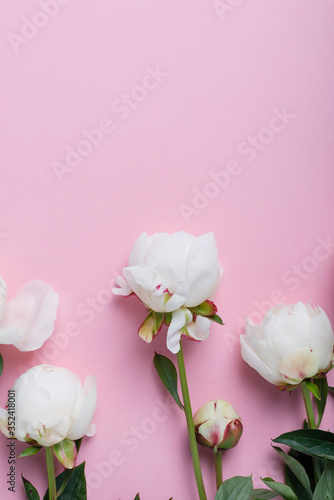 White elegant peony on the pink background