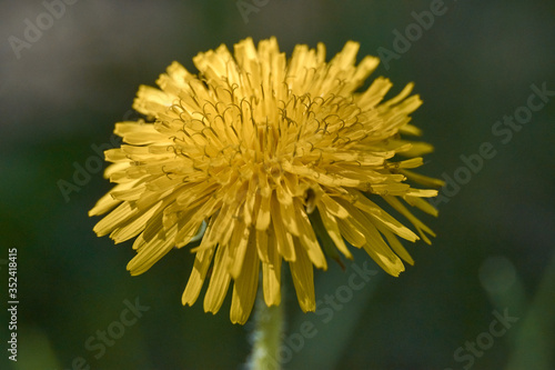 dandelion