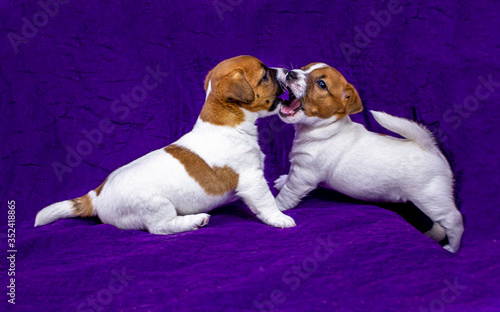 two cute puppies Jack Russell Terrier is playing with each other in a stand on a purple warm bedspread. Purple background