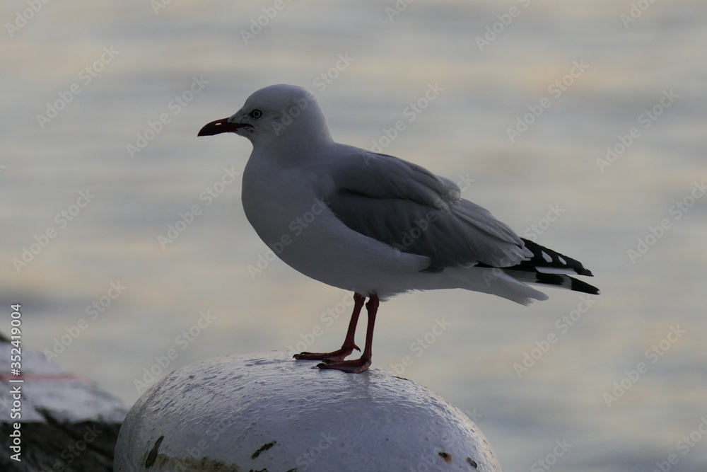 Close-up of a seagull in a beautiful light at dusk Close-up of a seagull in a beautiful light at dusk