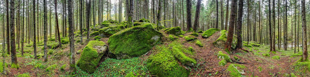 Waldpanorama, Wald mit moosbedeckten Felsen Waldpanorama, Wald mit moosbedeckten Felsen