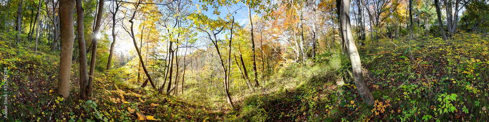 Herbstlicher Laubwald in der Sonne Herbstlicher Laubwald in der Sonne