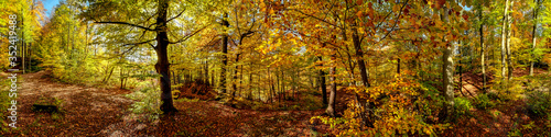 Herbstlicher Laubwald in der Sonne
