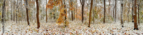 winterliches Waldpanorama im Schnee
