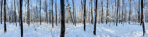 winterliches Waldpanorama im Schnee