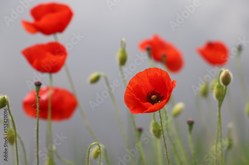 Mohnblumen