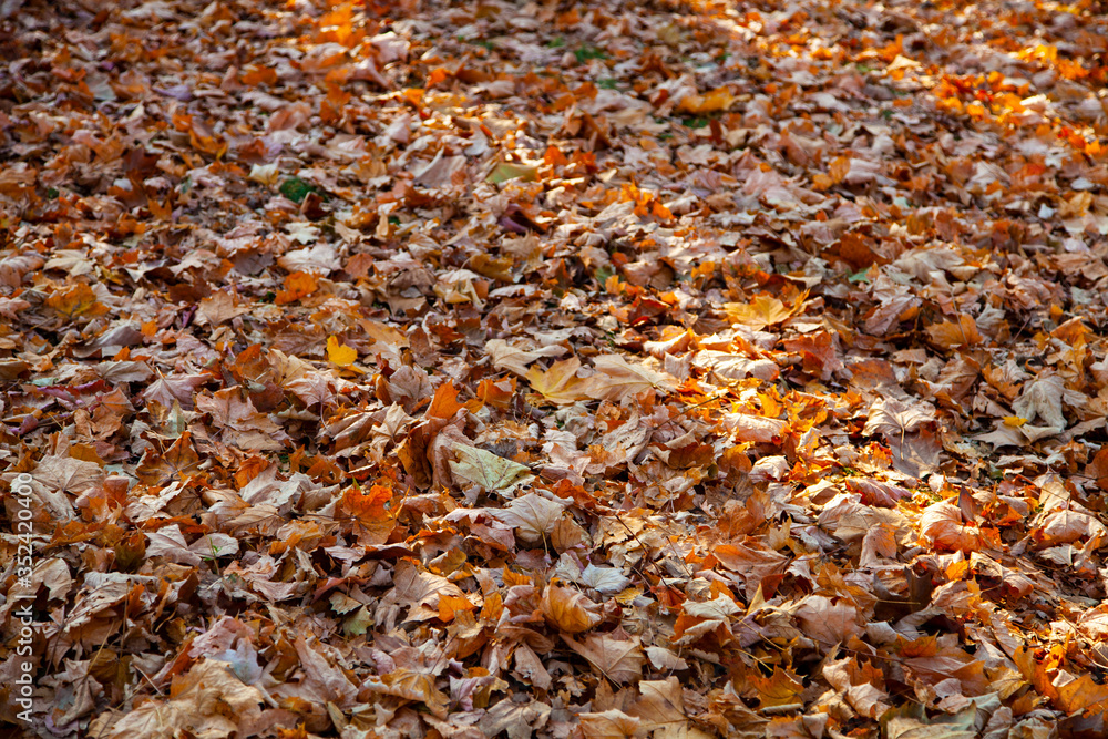 Fallen leaves on the ground.