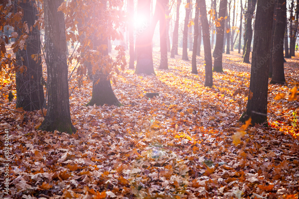 Obraz premium eautiful fall landscape.