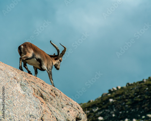 Spanish Male Mountain Goat with Big Horns Standing on Gredos rocks with the sky in the Background of the Sierra de Gredos Regional Park, Avila, Castilla Leon, Spain