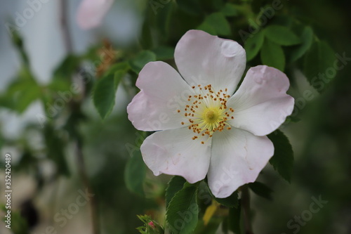 Hagebuttenblüte