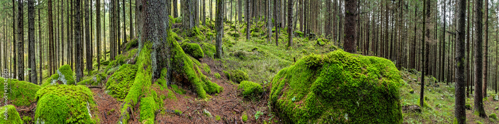 Waldpanorama, Wald mit moosbedeckten Felsen Waldpanorama, Wald mit moosbedeckten Felsen