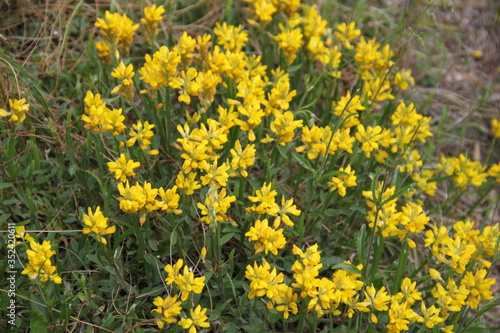 Yellow fresh mountains succulent flower bed
