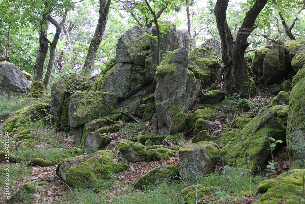 Mystical forest rocks boulders roots Mystical forest rocks boulders roots