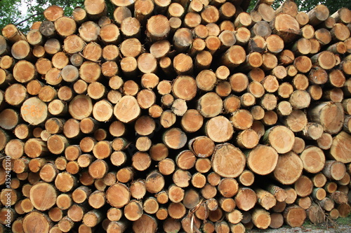 Pine trees wood pile forest path