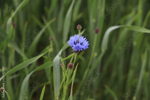 Kornblume