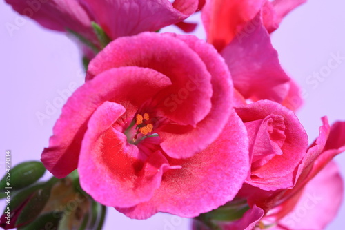 Purple flower with orange stamens inside top view macro in soft focus on light pink background