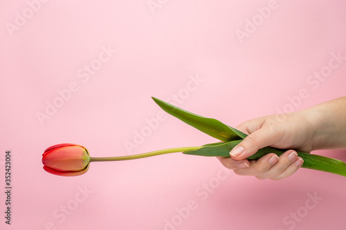 Beautiful flower greeting card concept. Spring background with tulip blossom.
