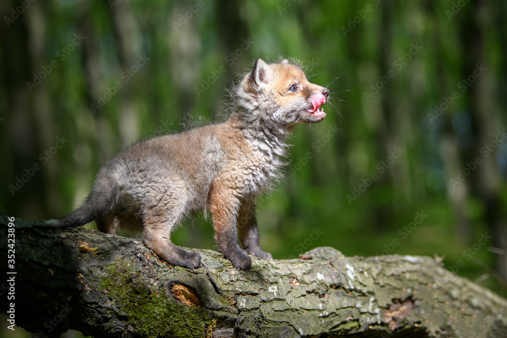 Red fox, vulpes vulpes, small young cub in forest on branch Red fox, vulpes vulpes, small young cub in forest on branch