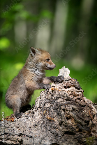 Fototapeta Naklejka Na Ścianę i Meble -  Red fox, vulpes vulpes, small young cub on stump