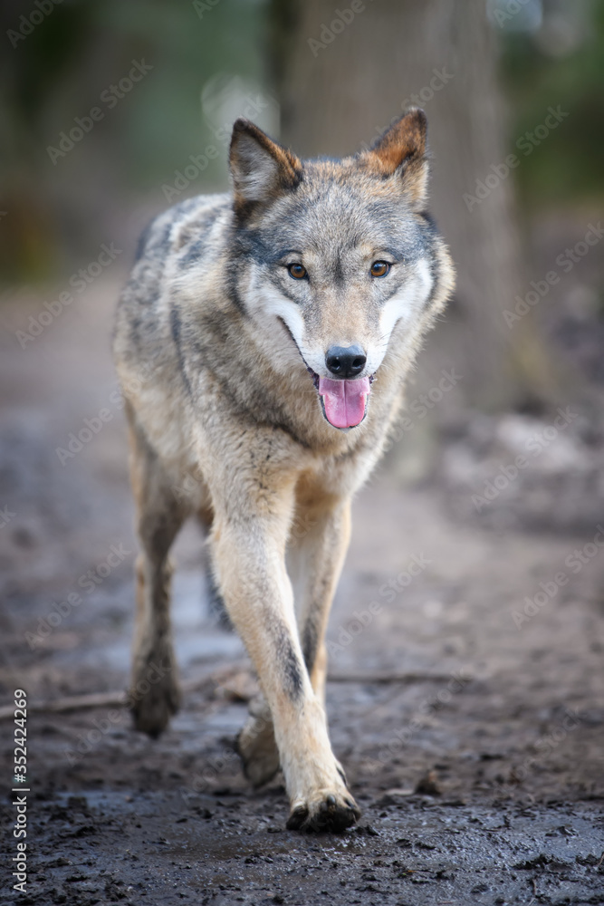 Fototapeta premium Gray wolf, Canis lupus, in the forest. Wolf in the nature habitat
