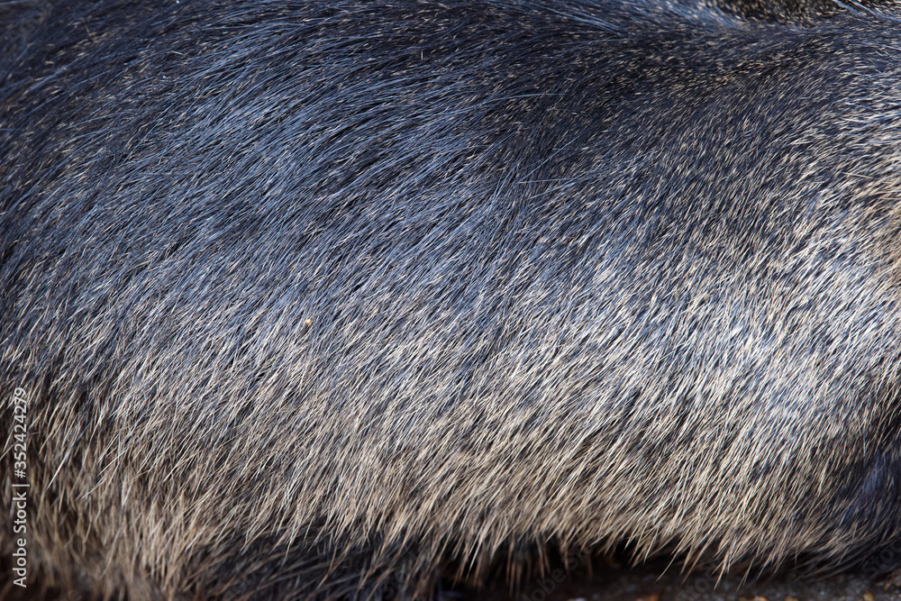 Fotografie Muskrat pattern design. Real fur Skin texture