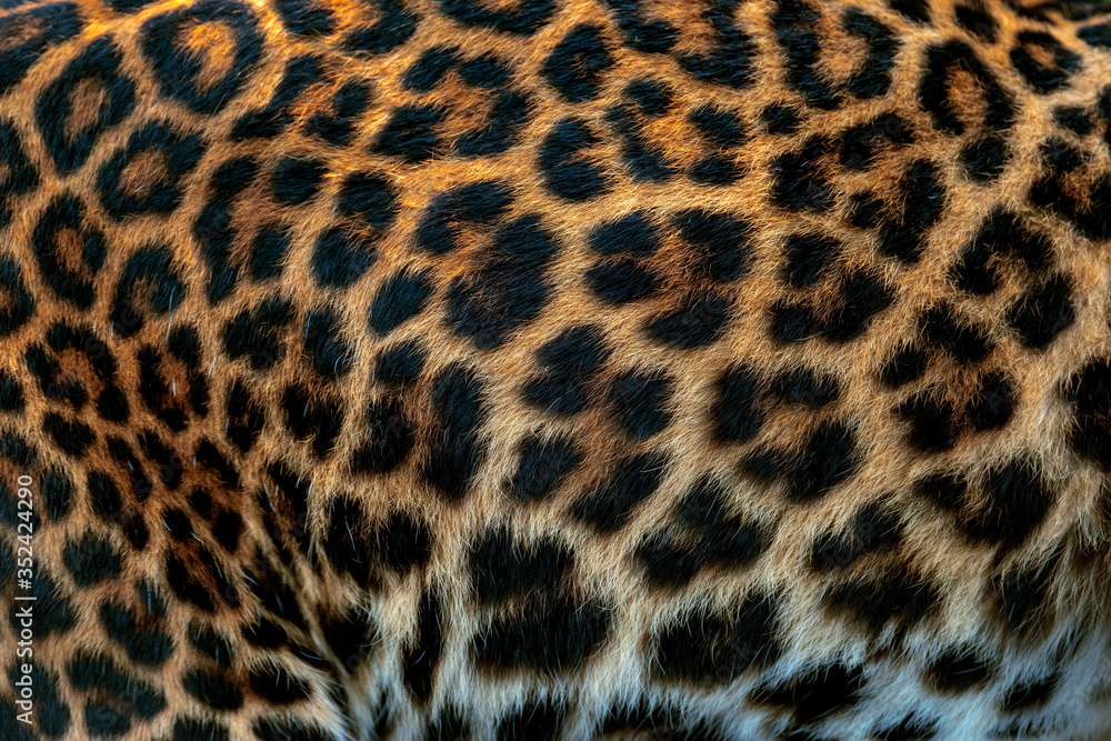 Leopard skin texture for background (real fur) Leopard skin texture for background (real fur)