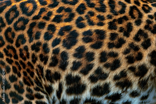 Leopard skin texture for background   real fur 