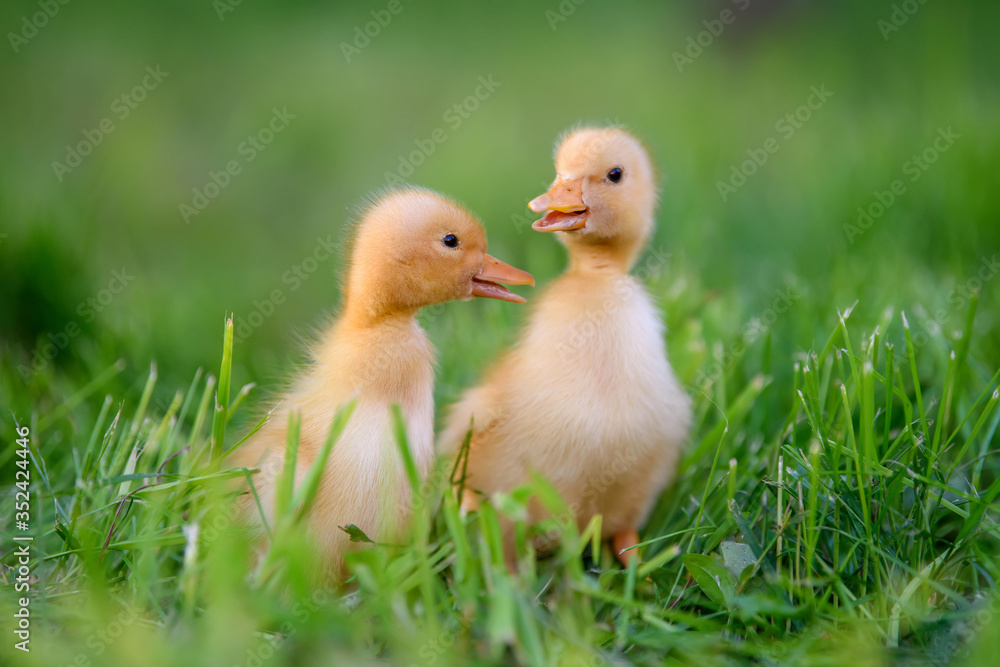 Funny  Little yellow duckling on spring green grass