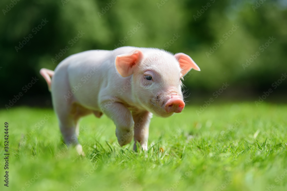 Funny little ping piglet on spring green grass Funny little ping piglet on spring green grass