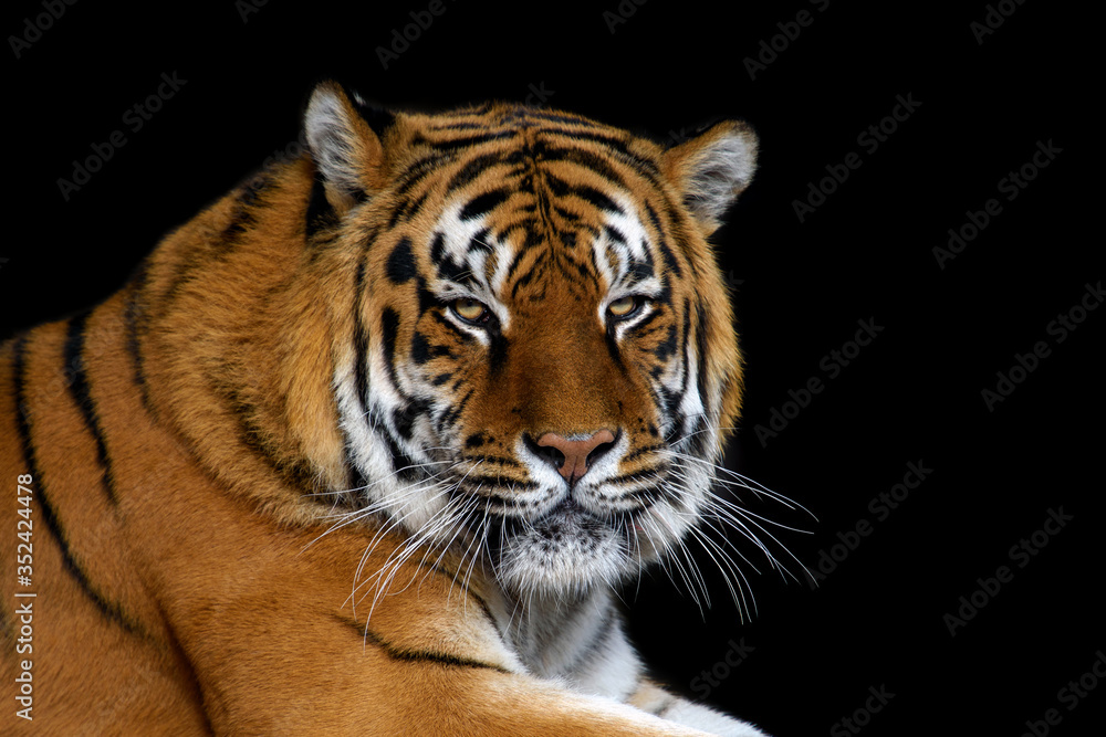 Fototapeta premium Bliska duży tygrys na białym tle na czarnym tle