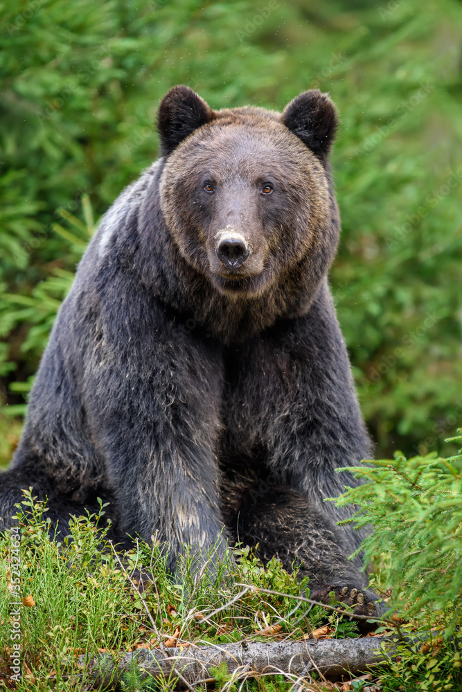 Big brown bear in the forest. Dangerous animal in natural habitat. Wildlife scene Big brown bear in the forest. Dangerous animal in natural habitat. Wildlife scene