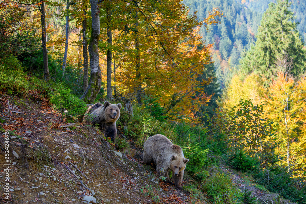 Big brown bear in the forest. Dangerous animal in natural habitat. Wildlife scene Big brown bear in the forest. Dangerous animal in natural habitat. Wildlife scene