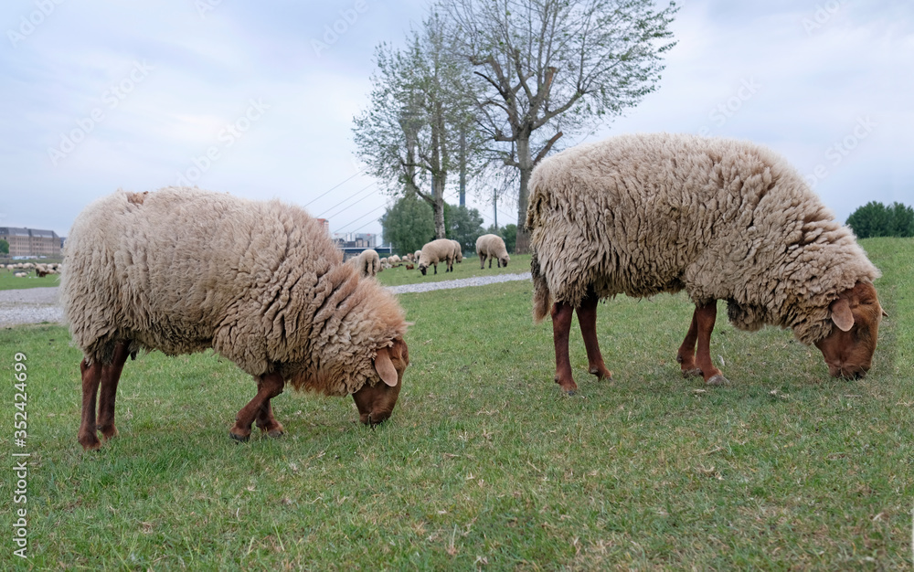 Two sheep grazing in the foreground and many more in the background on a field in Düsseldorf, Germany Two sheep grazing in the foreground and many more in the background on a field in Düsseldorf, Germany