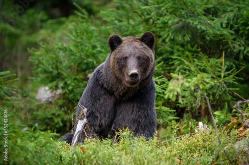 Big brown bear in the forest. Dangerous animal in natural habitat. Wildlife scene © byrdyak
