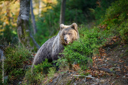 Big brown bear in the forest. Dangerous animal in natural habitat. Wildlife scene © byrdyak