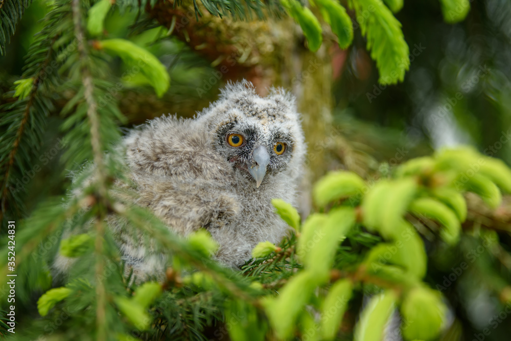 Obraz premium Baby Long-eared owl owl in the wood, sitting on tree trunk in the forest habitat