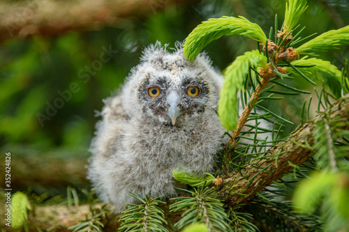 Foto Baby Long-eared owl owl in the wood, sitting on tree trunk in the forest habitat