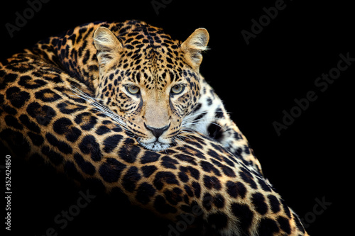 Close up angry big leopard isolated on black background © byrdyak