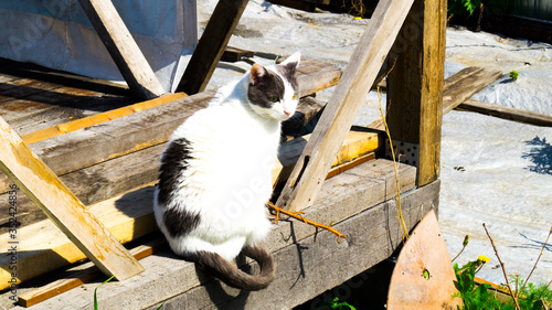 An adult domestic white-gray cat sits on a wooden structure and scouts the area. Cat hunter and traveler. Cat export to the country. Cat and construction.